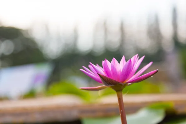 Rosa Lotusblume Blüht Seerosen Blühen Der Mitte Des Teiches — Stockfoto