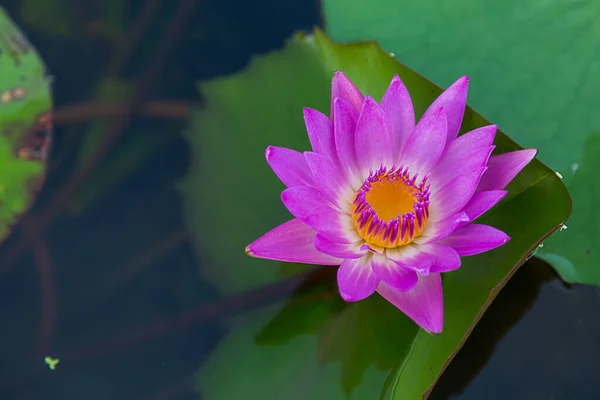 Flor Loto Rosa Florece Flor Lirios Agua —  Fotos de Stock