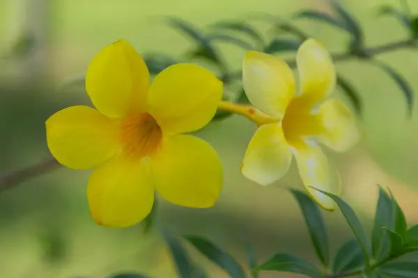 黄花用Fot背景色 — 图库照片