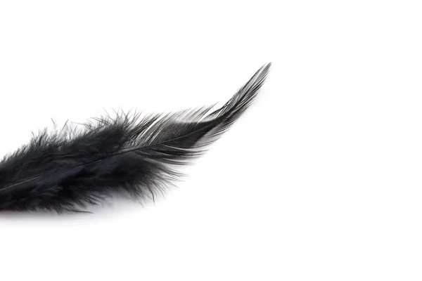 Pluma Negra Aislada Sobre Fondo Blanco — Foto de Stock