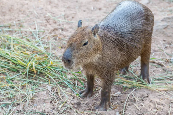 Capybara Hydrochoerus Hydrochaeris Standing Ground — Stock Photo, Image