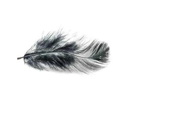 Black Feather White Background — Stock Photo, Image