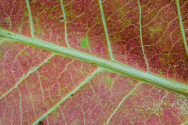 Fond Naturel Abstrait Texture Sèche Des Feuilles Rouges — Photo