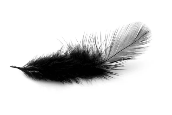 白色背景下孤立的柔软的黑色羽毛 — 图库照片