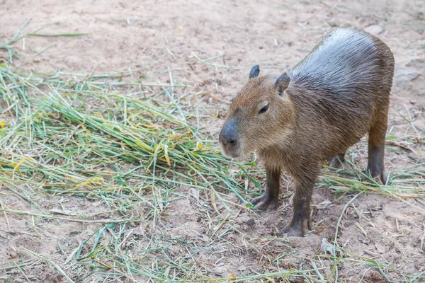 Capybara Hydrochoerus Hydrochaeris Standing Ground — Stock Photo, Image