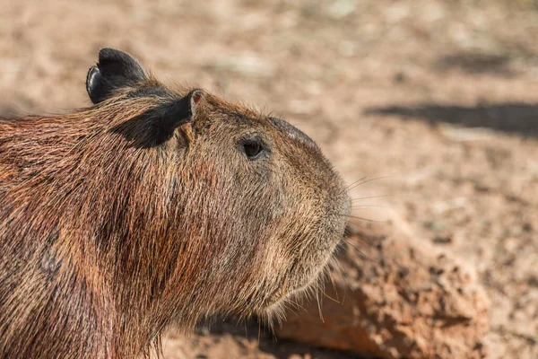 Capybara Hydrochoerus Hydrochaeris Standing Ground — Stock Photo, Image