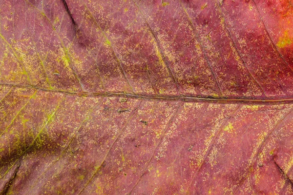 Astratto Sfondo Naturale Sfondo Secco Foglia Rossa Texture — Foto Stock