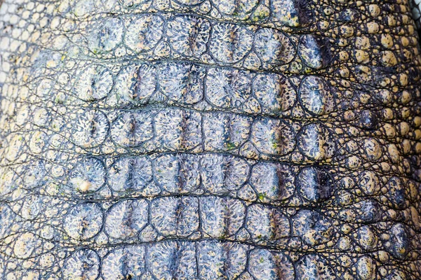 Κροκόδειλος Δέρμα Υφή Φόντο — Φωτογραφία Αρχείου