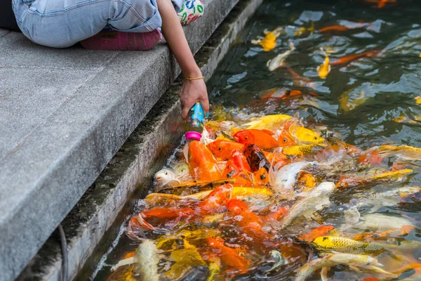 Feeding Hand Koi Fish Pond — Stock Photo, Image