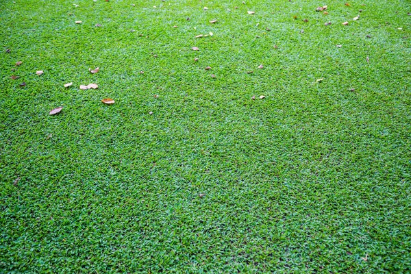 Frischer Grüner Rasen Als Hintergrund — Stockfoto
