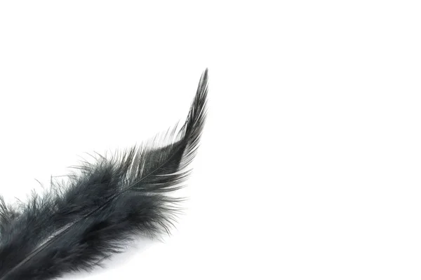 Black Feather Isolated White Background — Stock Photo, Image