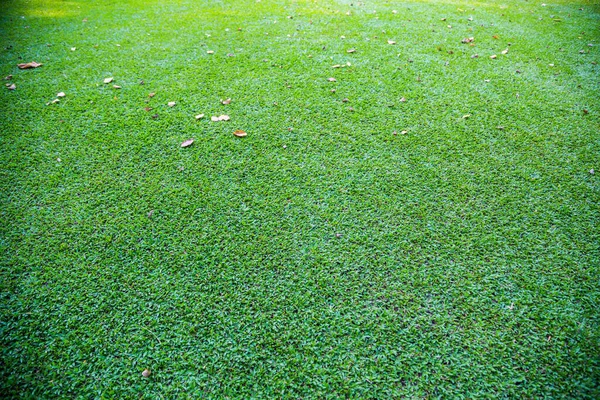 Fresh Green Grass Lawn Use Background — Stock Photo, Image