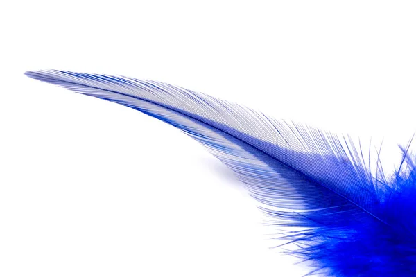 Pluma Azul Aislada Sobre Fondo Blanco — Foto de Stock