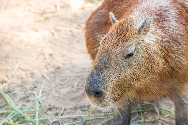 Capybara Hydrochoerus Hydrochaeris Standing Ground — Stock Photo, Image