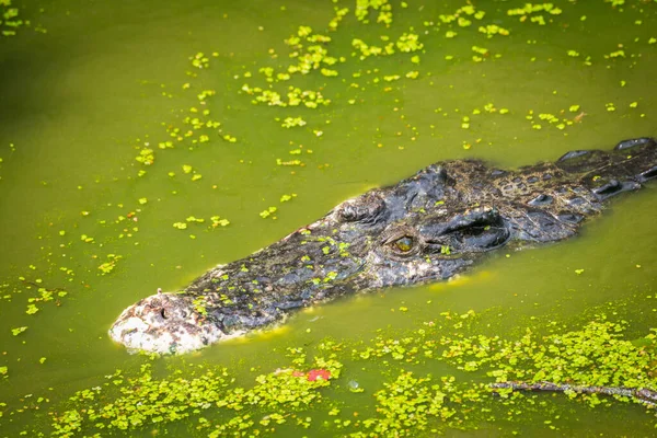 Krokodillenkop Drijvend Water Zoek Naar Prooi — Stockfoto