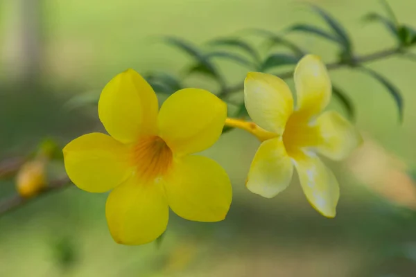 Gelbe Blumen Verwenden Fot Hintergrund — Stockfoto