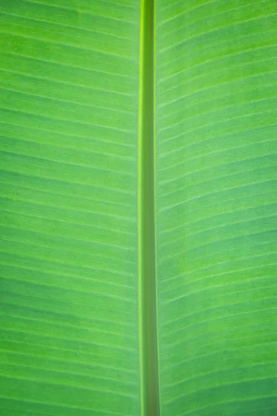 Folha Banana Verde Natureza Fresca Fundo — Fotografia de Stock