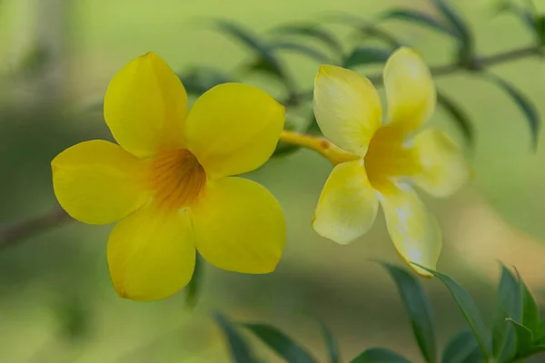 Sarı Çiçekler Arka Plan Kullanır — Stok fotoğraf