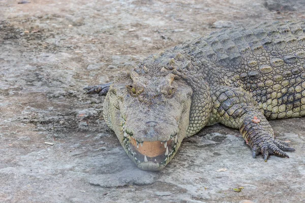 Testa Coccodrillo Alligatore — Foto Stock