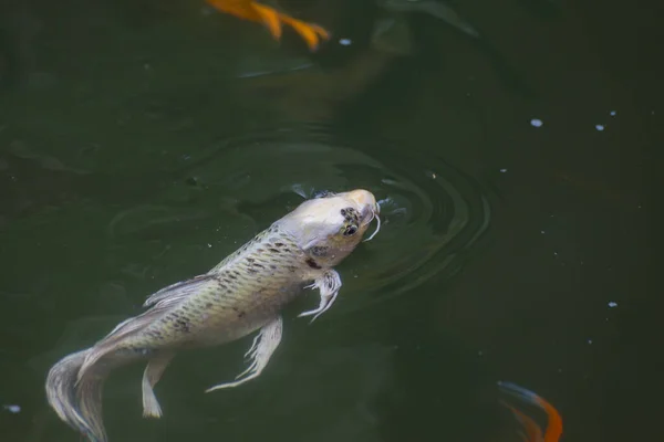 Риба Коі Плаває Водоймі — стокове фото