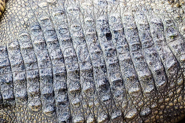 Skóra Krokodylowa Tekstura Tła — Zdjęcie stockowe