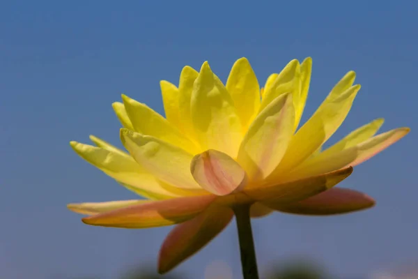 Flot Lótus Amarelo Flor Rio Gardent — Fotografia de Stock