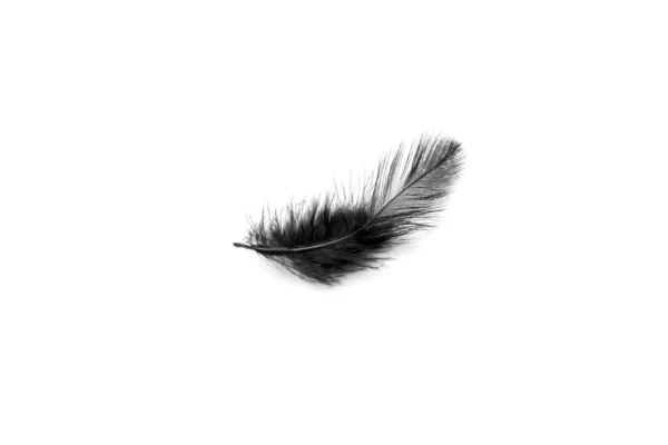 白い背景に孤立した柔らかい黒い羽 — ストック写真