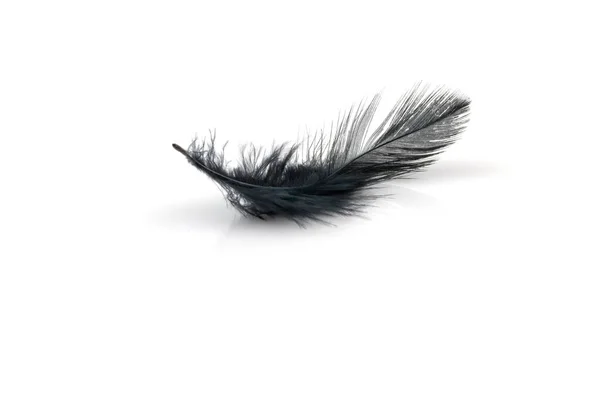 Black Feather White Background — Stock Photo, Image