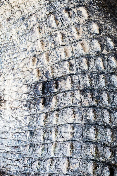 Crocodile Cuir Texture Fond — Photo