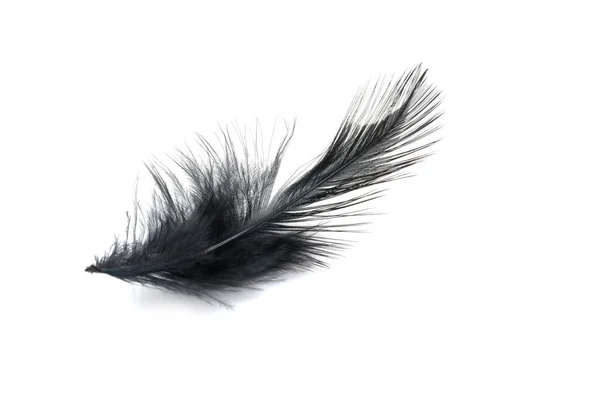 Black Feather Isolated White Background — Stock Photo, Image