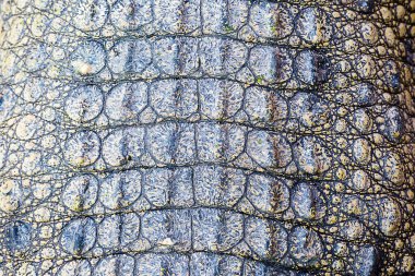 Timsah derisi doku arkaplanı