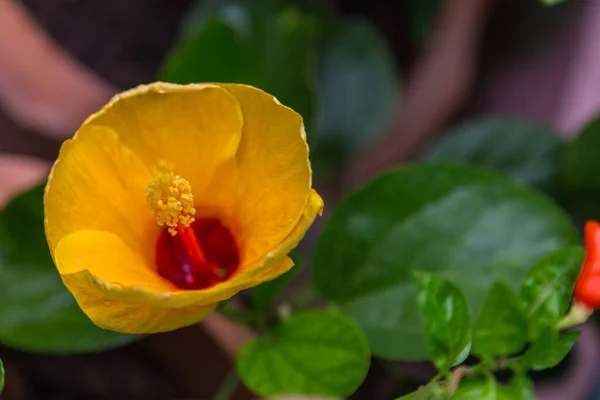 Gros Plan Hibiscus Jaune Arrière Plan Vert — Photo