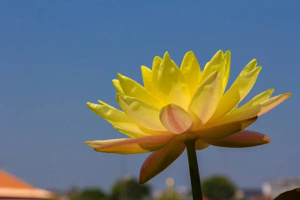 Kwiat Żółtego Lotosu Rzece Gardent — Zdjęcie stockowe