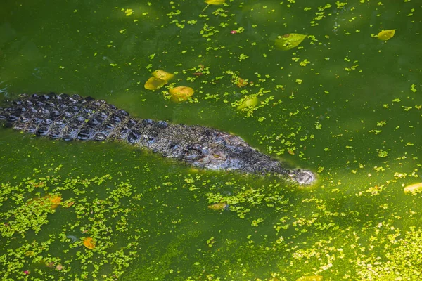 Krokodillenkop Drijvend Water Zoek Naar Prooi — Stockfoto