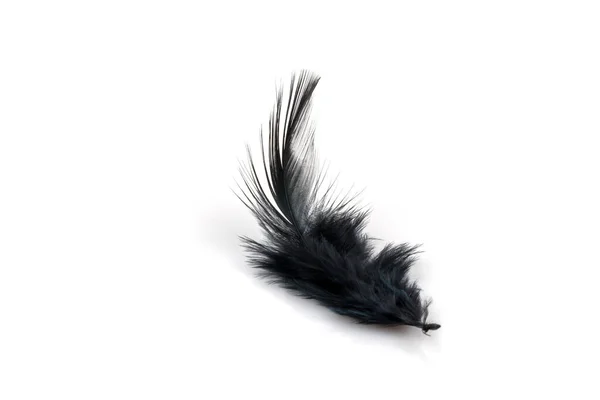 Beyaz Arkaplanda Siyah Tüy — Stok fotoğraf