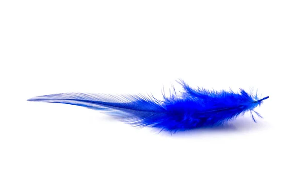 Blue Feather Isolated White Background — Stock Photo, Image