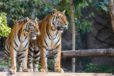 İki asil bengal kaplanı ayakta duruyor ve doğru bakıyor.