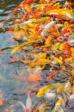Su birikintisinde yüzen renkli Koi balığı.