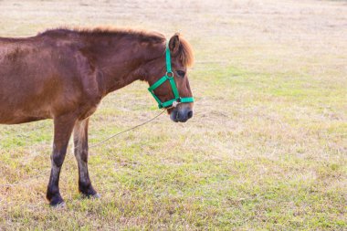 Yeşil çim arka planda Kahverengi At