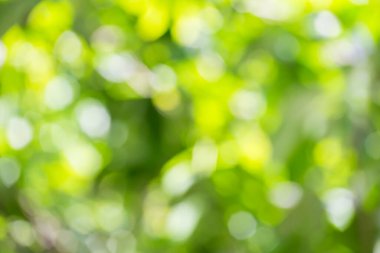 arkaplan için yeşil bokeh doğa kullanımı