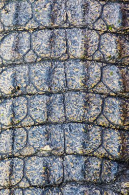 Timsah derisi doku arkaplanı