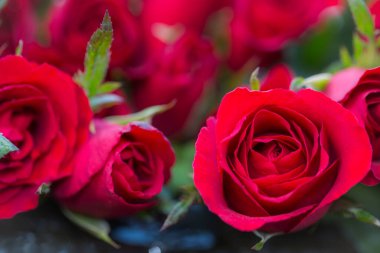 Kırmızı gül arkaplan ile yakın plan kırmızı gül