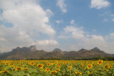 Ayçiçekleri üzerindeki ayçiçekleri arkaplan için arazi kullanımı