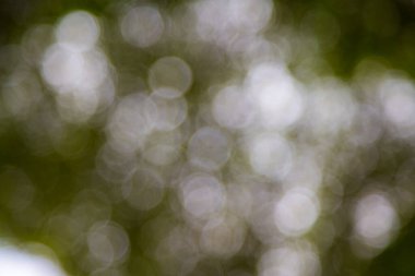 Arkaplan için açık yeşil bokeh