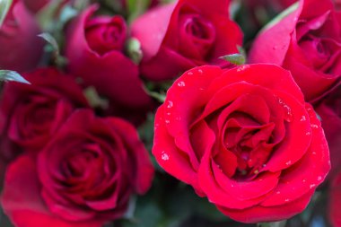 Kırmızı gül arkaplan ile yakın plan kırmızı gül