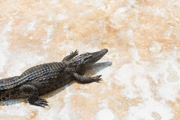 Krokodil Cementpadlón Bacrground — Stock Fotó