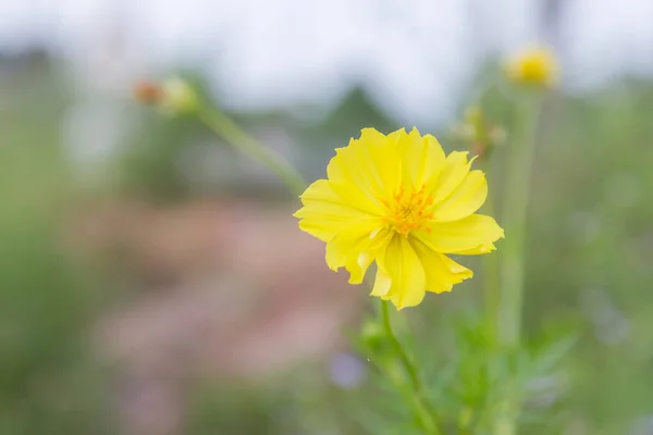 Żółte Kwiaty Zielonym Bokeh Tle — Zdjęcie stockowe