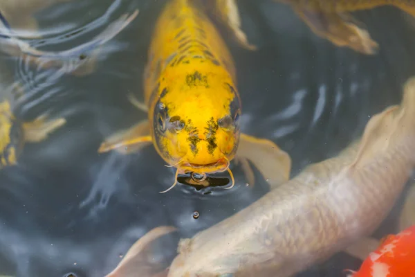 Крупним Планом Обличчя Барвиста Риба Koi Плаває Акваріумі — стокове фото