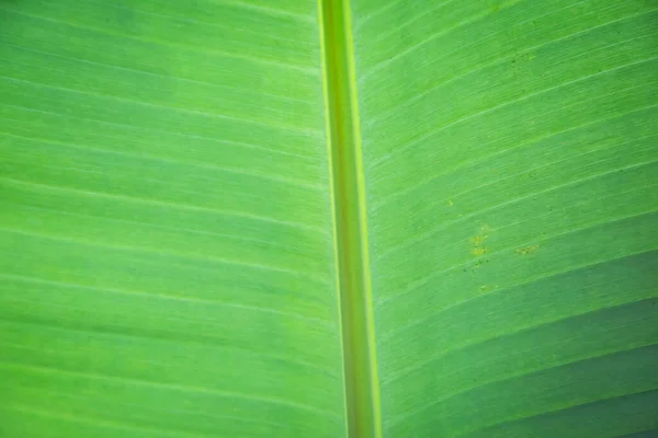 Groene Bananen Blad Verse Natuur Achtergrond — Stockfoto
