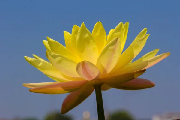 Flot Lótus Amarelo Flor Rio Gardent — Fotografia de Stock